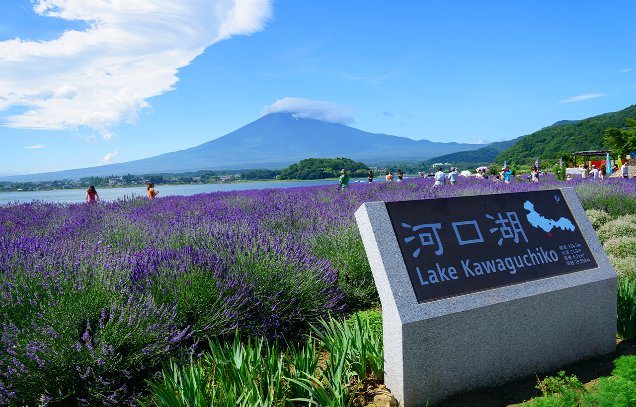 網紅打卡勝地-新倉山淺間公園&日川時計店&忍野八海&河口湖大石公園&河口湖楓葉迴廊