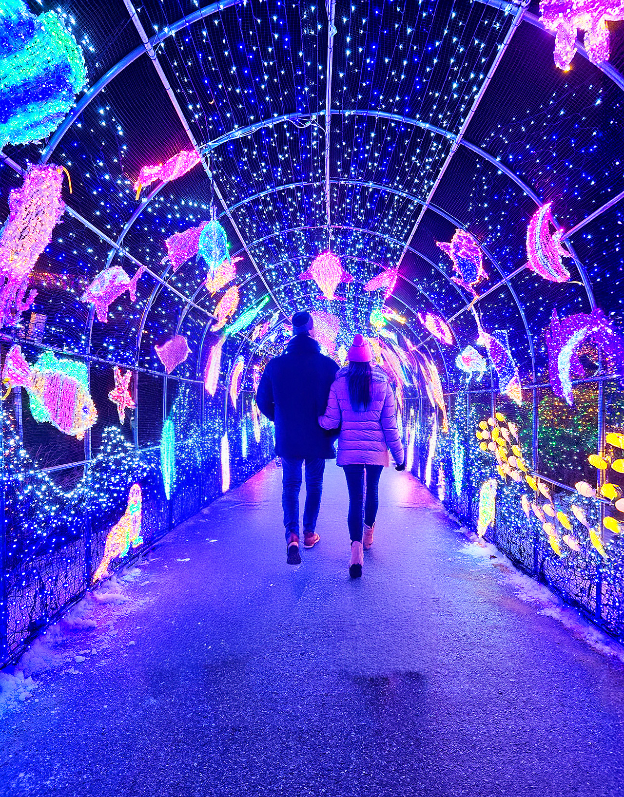 參觀晨靜樹木園，該園以其璀璨的冬季燈光和迷人的夜景而聞名。