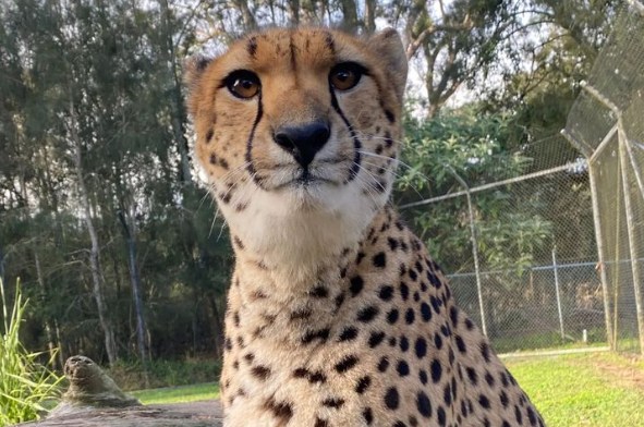 莫戈野生動物園門票