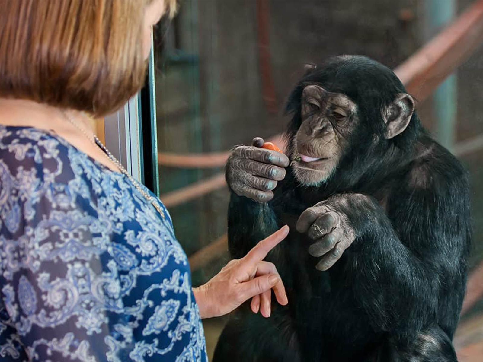 蒙納託野生動物園一日管理員體驗