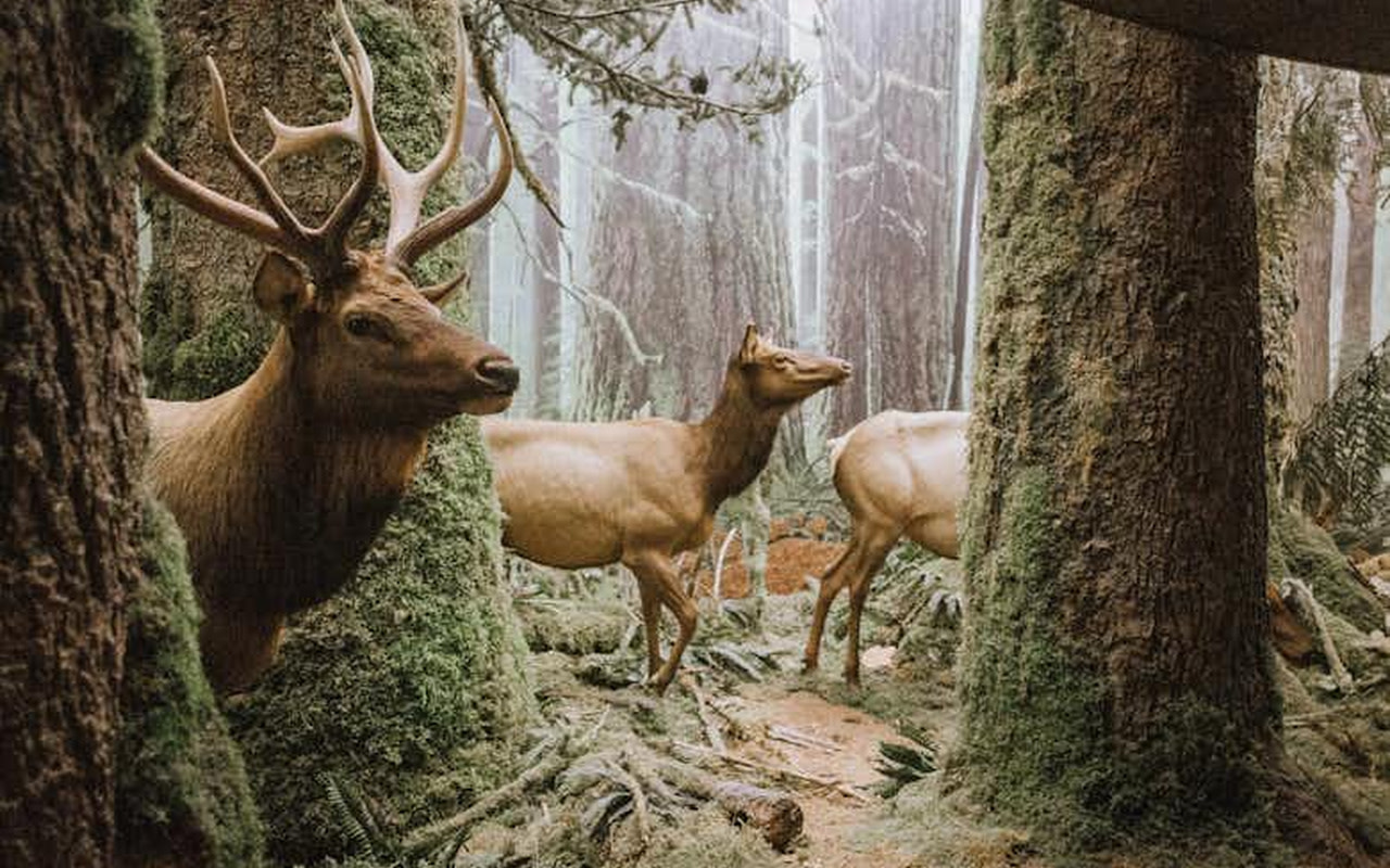 欣賞雄偉的麋鹿立體模型，將野外內部的壯麗景色帶入室內。

