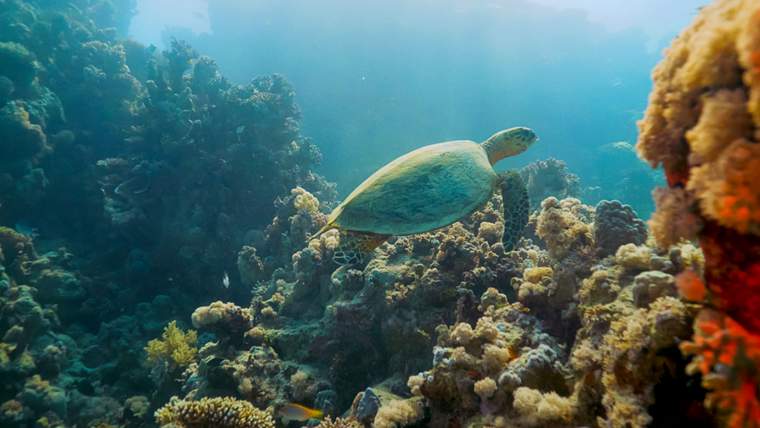 Abhur Bay Full-Day Marine Discovery Tour