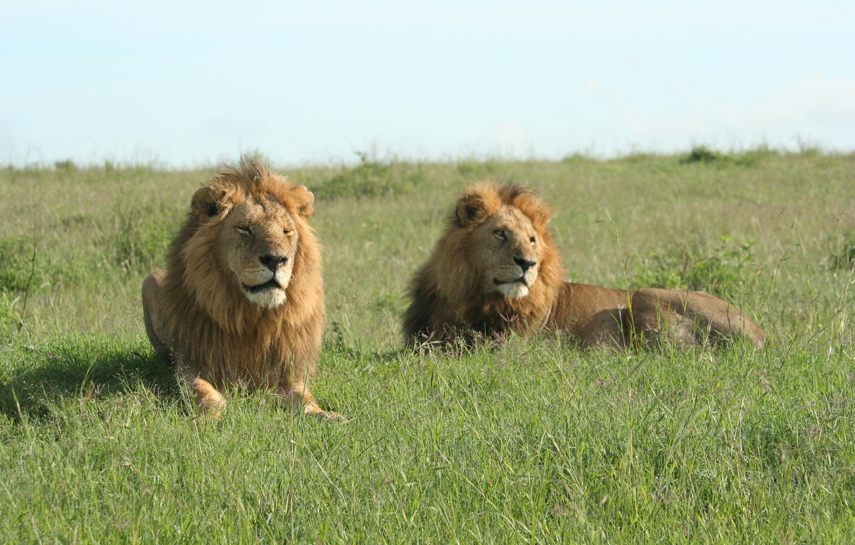 Maasai Mara & Lake Nakuru 5-Day Small Group Safari