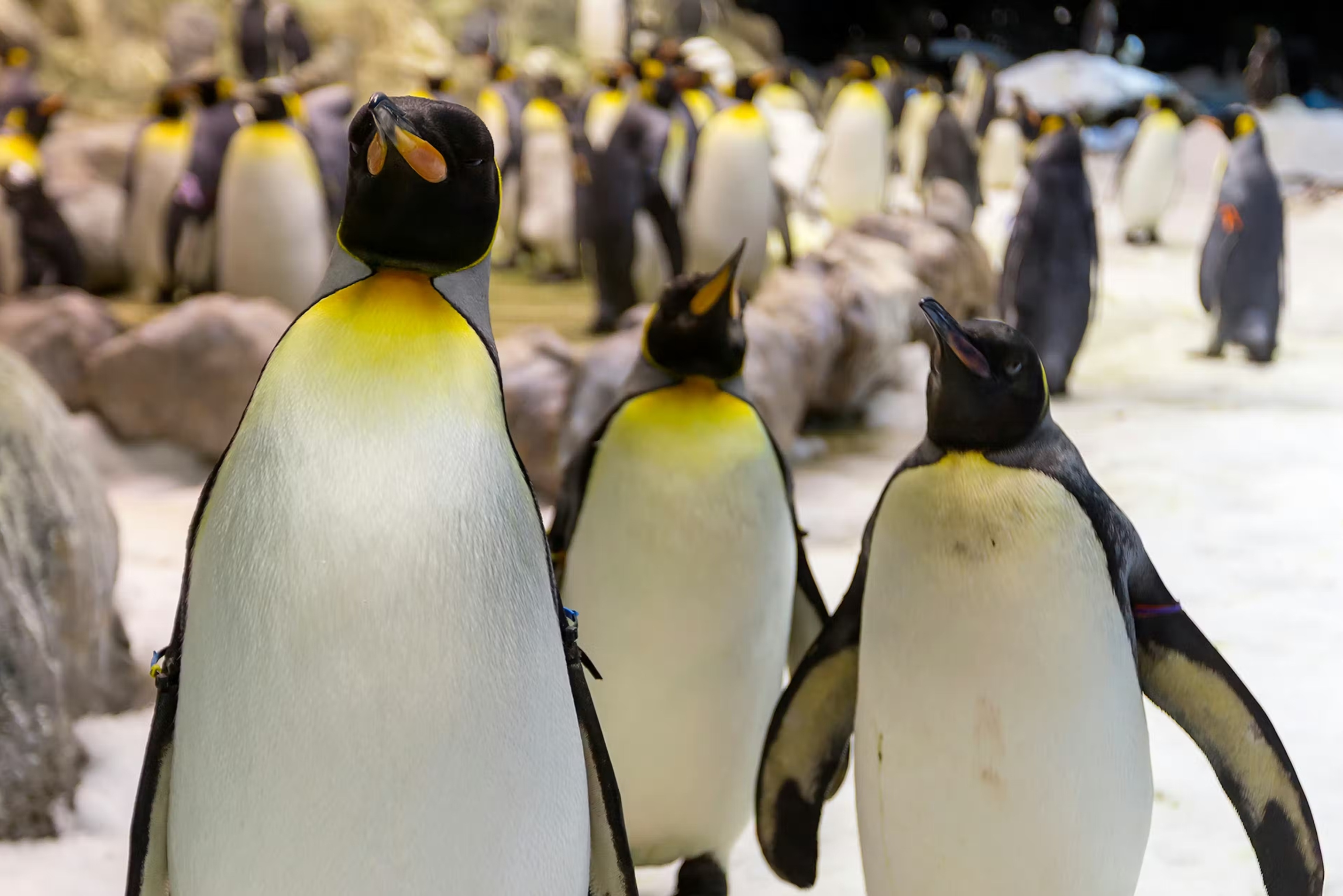 在寒冷棲息地中迷人、頑皮的搖擺者，以其可愛的滑稽動作逗樂遊客