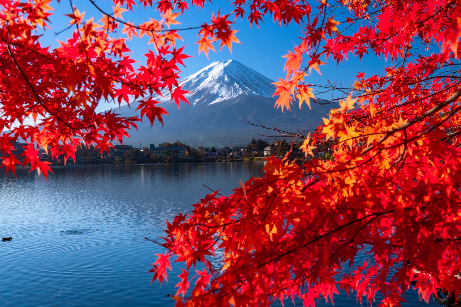 富士山打卡一日遊（含四季花卉 & 河口湖纜車 & 水果採摘吃到飽）- 東京出發