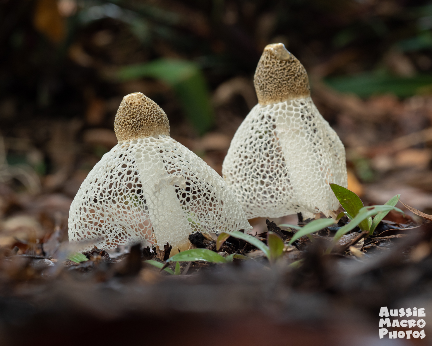 凱恩斯植物園蘑菇攝影之旅