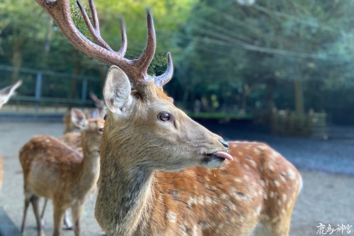 The deer at Kashima Shrine are messengers of God, symbolizing the continuation of sacredness and ancient beliefs.