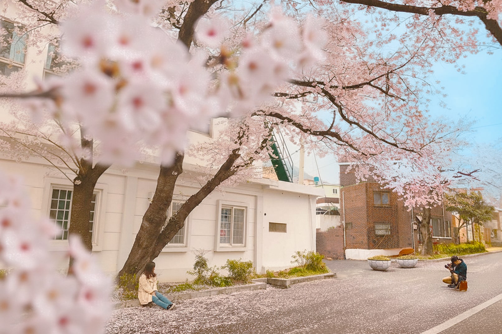 鎮海櫻花節（Gunhangje）