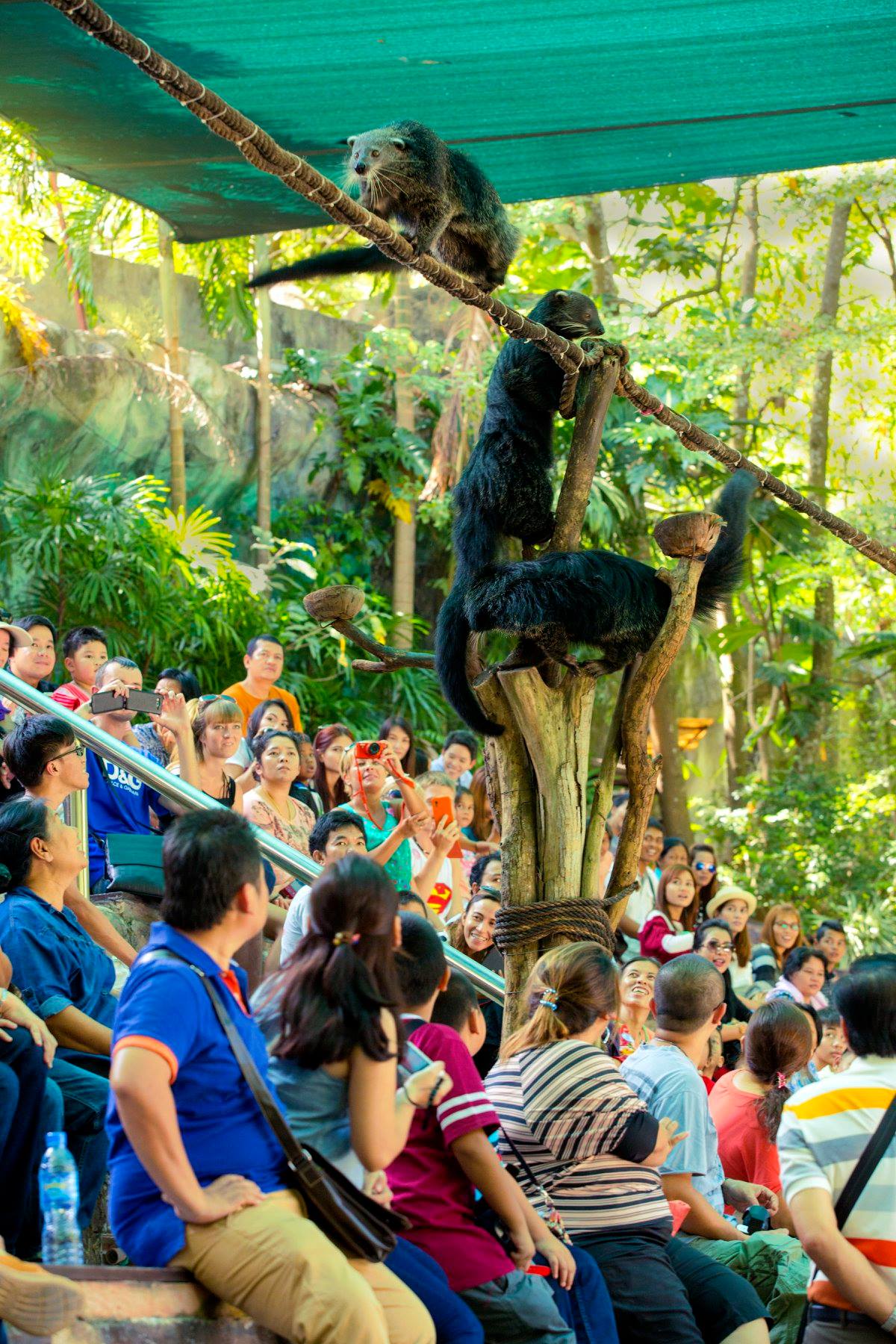 Khao Kheow開放式動物園私人之旅