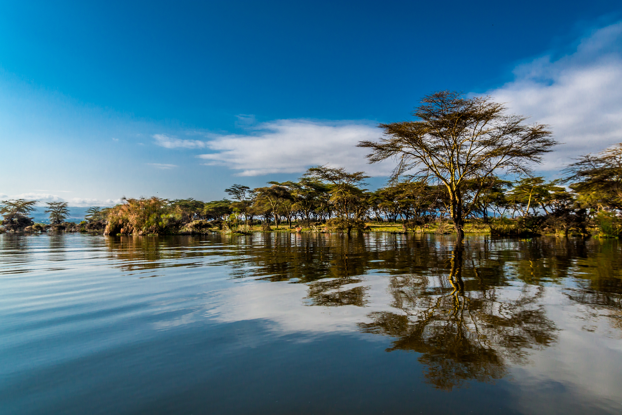 Unforgettable Crescent Island Walking Safari Naivasha