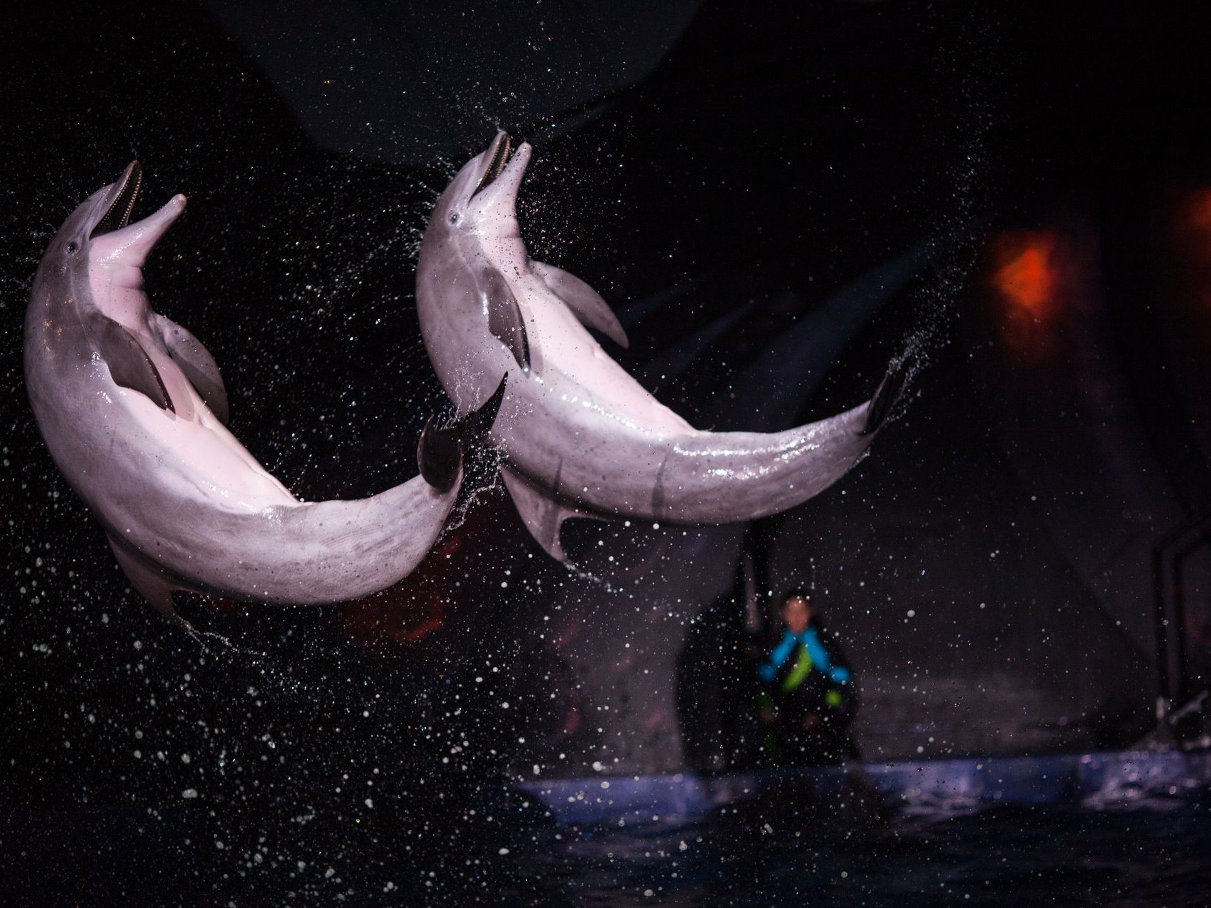 亞特蘭大佐治亞水族館門票
