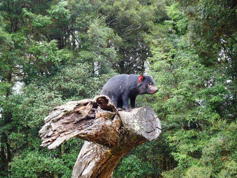 日夜動物餵食之旅
