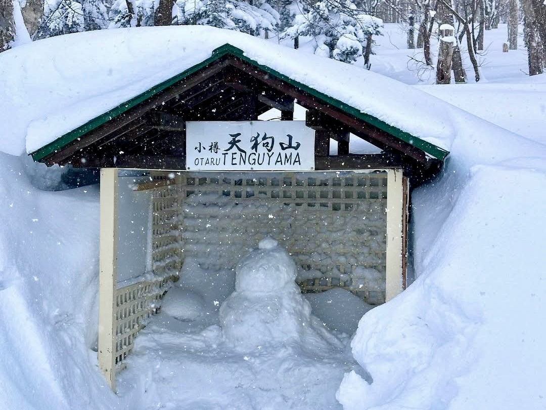 【櫻花限定】北海道小樽浪漫櫻花之旅｜手宮公園&小樽運河&船見坂&天狗山