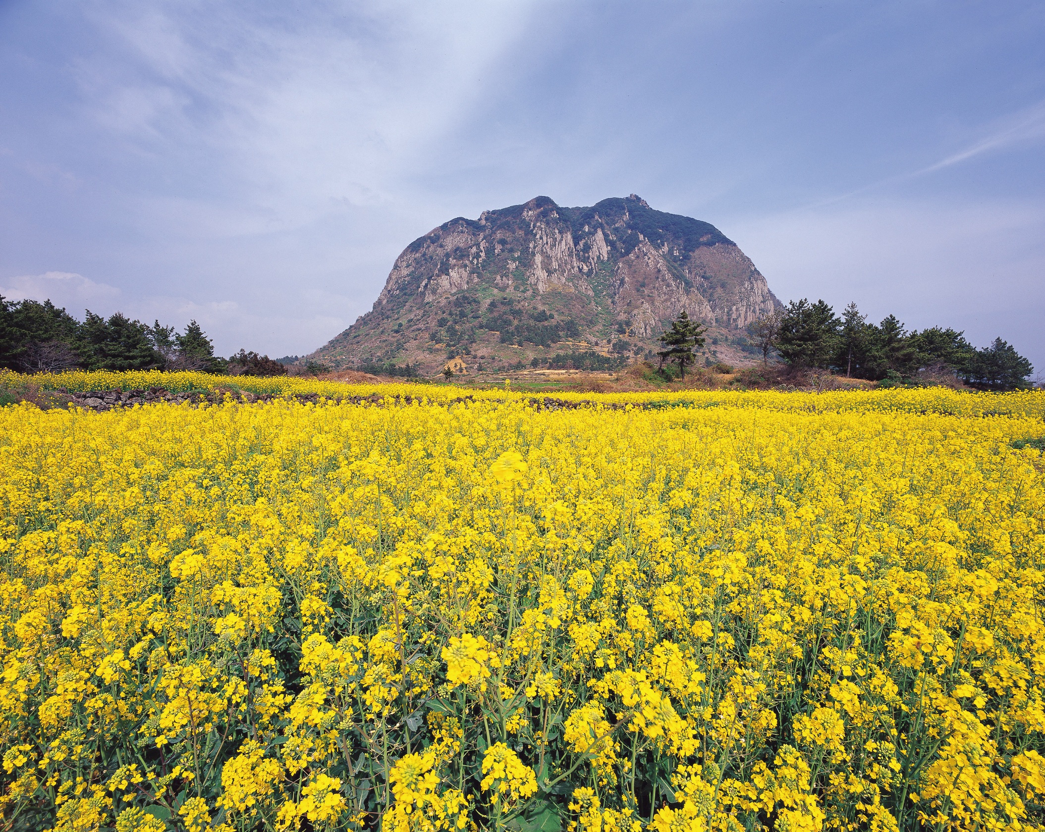 每年 12 月中旬至隔年 2 月中旬，您將有機會在油菜花田停留，捕捉季節限定的美景。