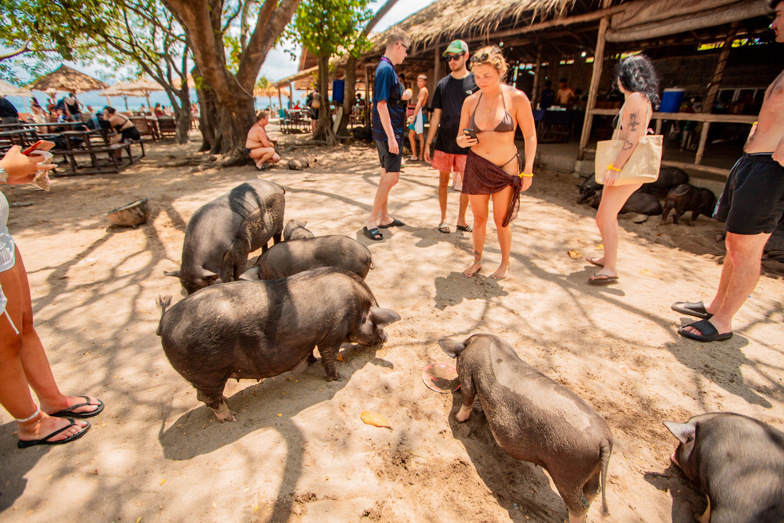 Koh Samui : Pig and Tan Island Snorkel Tour With Lunch and Transfers