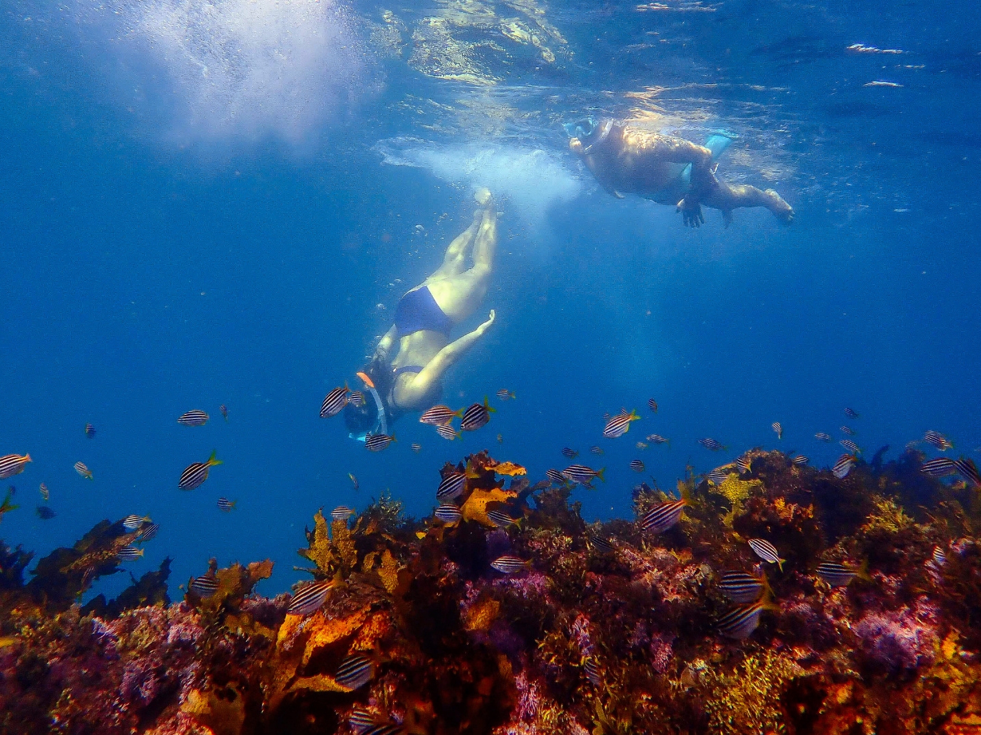 Private Snorkeling Tour In Sydney's Marine