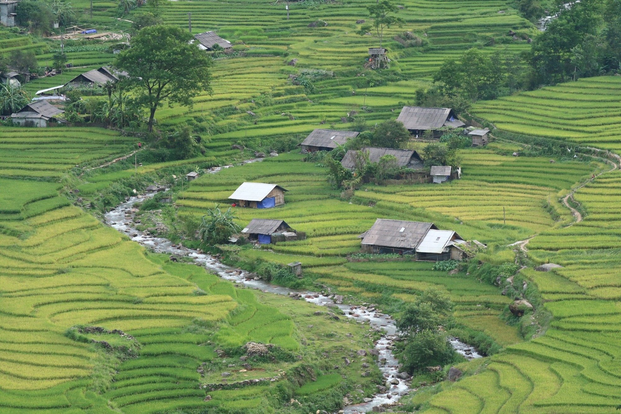 沙巴：紅瑤族草藥足浴和採葉之旅