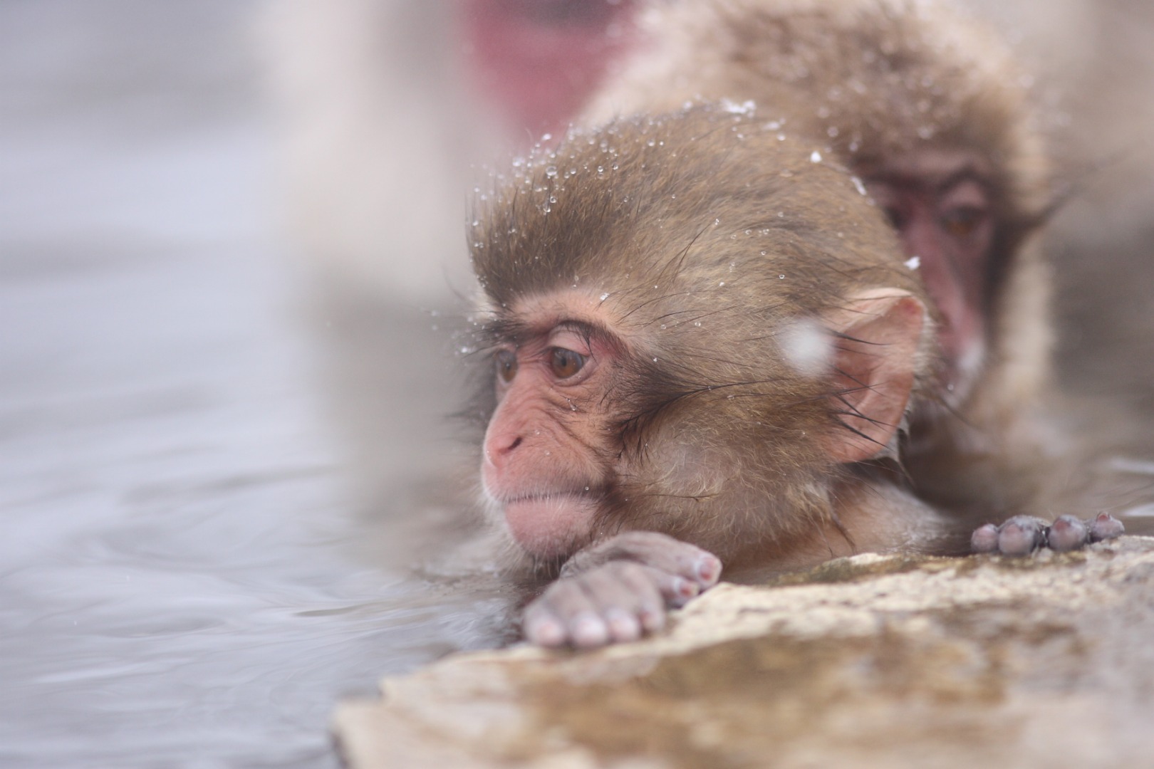 Snow Monkey and Shiga Kogen Roman Museum Trip from Tokyo with Lunch Buffet