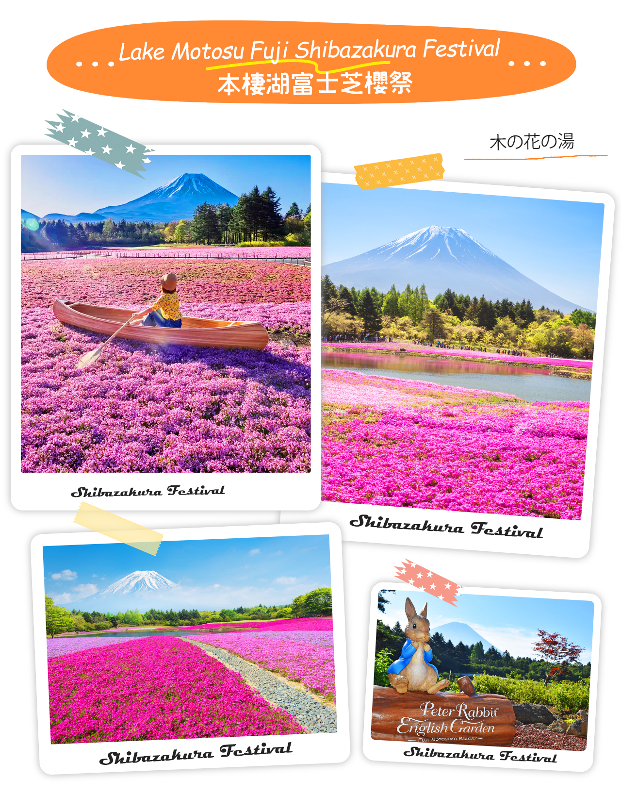 河口湖芝櫻祭以富士山為背景，近80萬株芝櫻盛開成“地上彩虹”，絢麗花海與雪頂相映成趣。