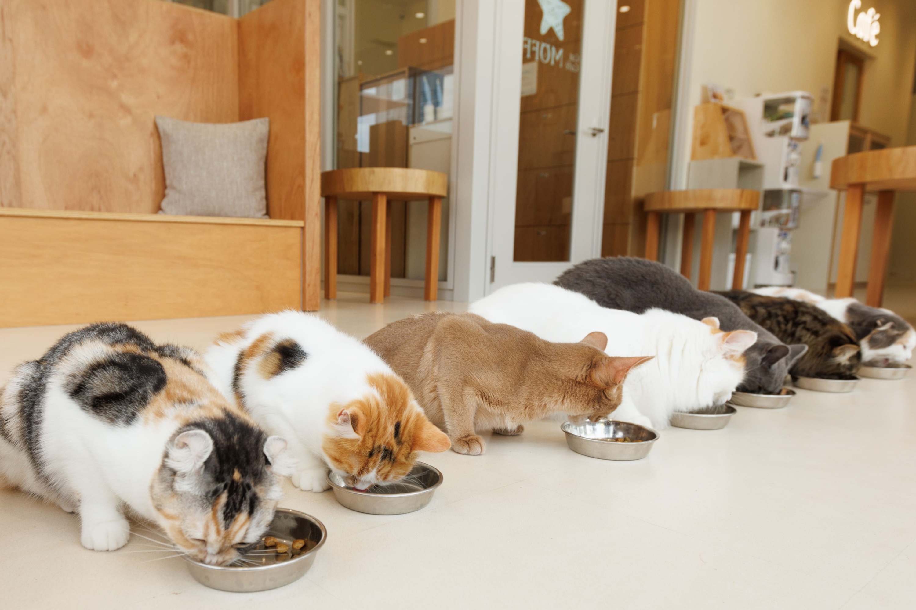 Cat Cafe MOFF IIAS in Okinawa