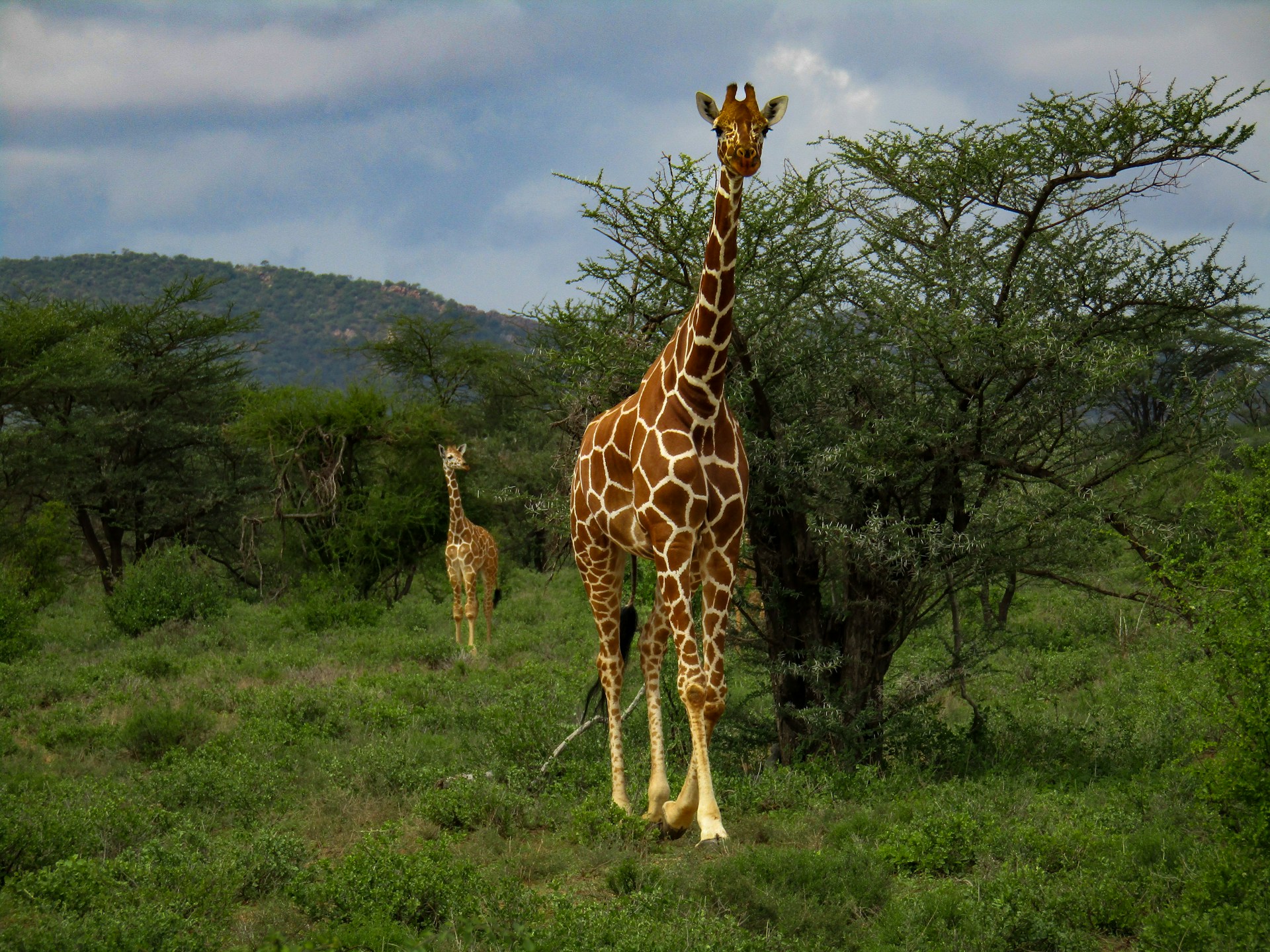 Giraffes on Crescent island