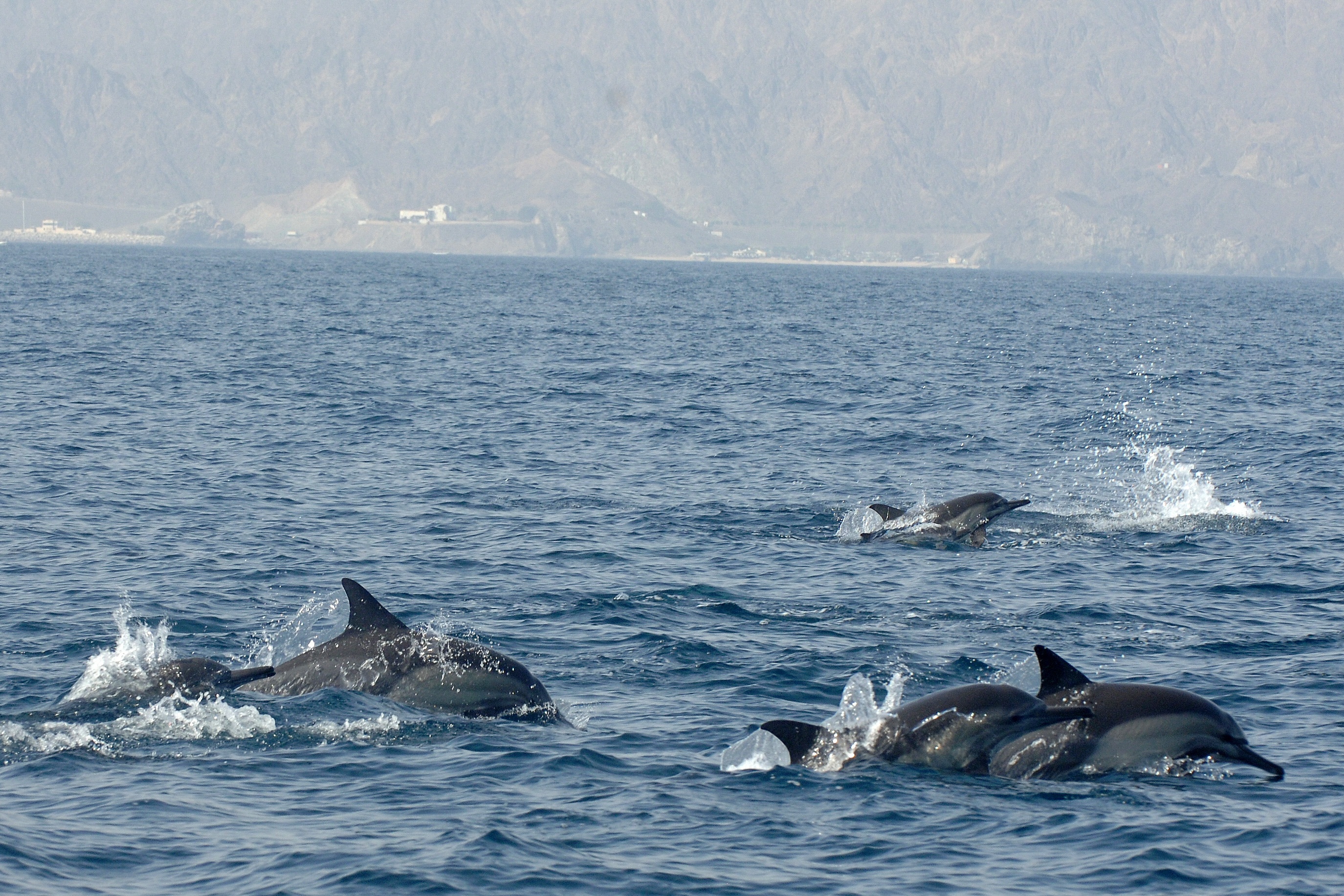 Dolphin Watching Experience from Muscat