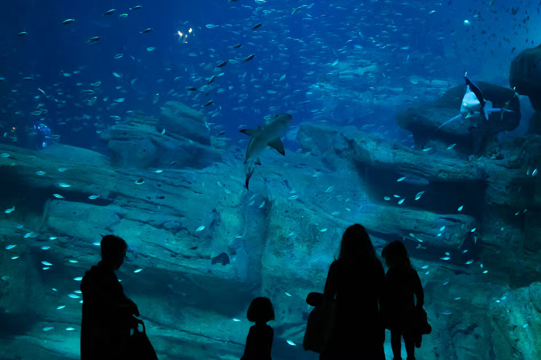 近距離觀賞鯊魚、鰩魚和色彩斑斕的珊瑚礁魚