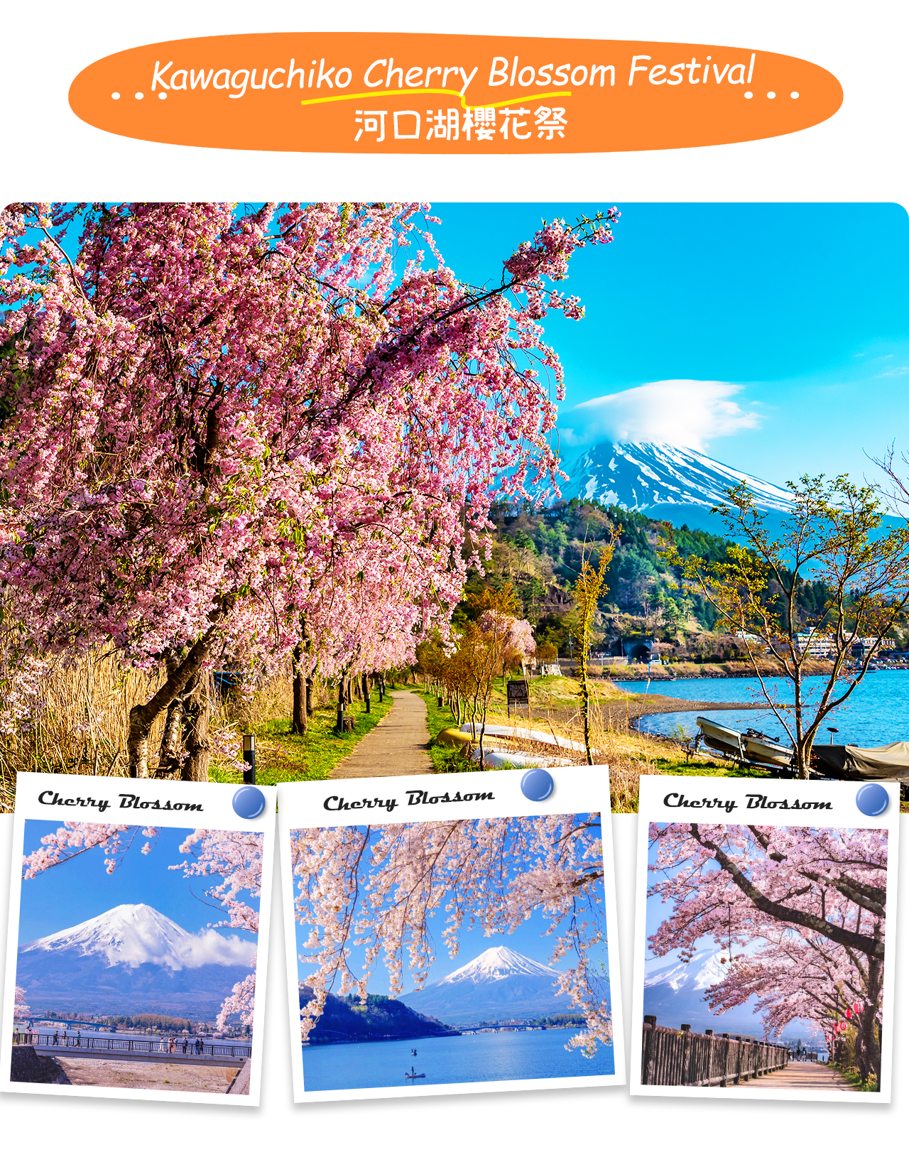 河口湖櫻花祭每年春季盛放，粉櫻映襯富士雪峰，漫步湖畔盡享夢幻花海與富士山倒影之美。
