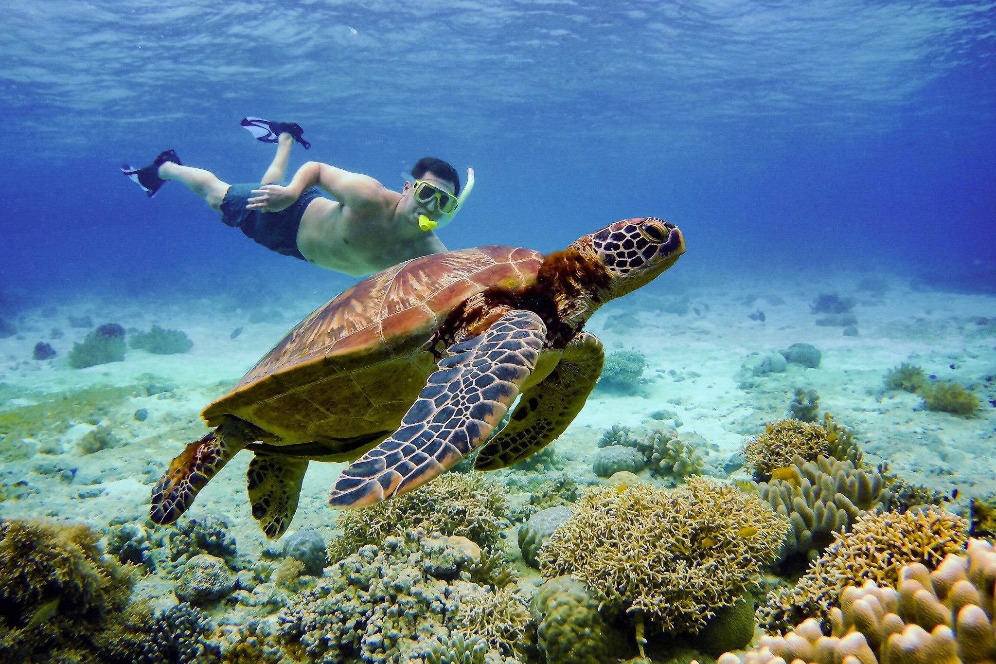 man swimming next to a turtle in moalboal