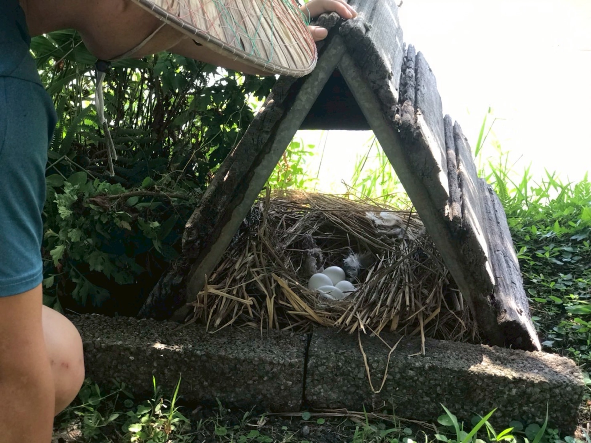 Yilan: Lino Leisure Farm Iron Bull Water Patrol & Duck Egg Smoked Egg DIY