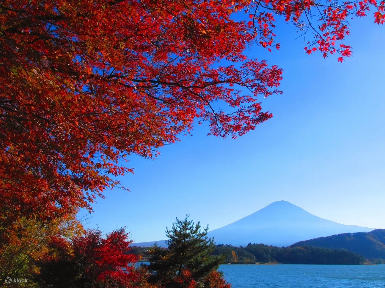Oishi Park & Mount Fuji & Seasonal Fruit Picking Day Tour (Departing from Tokyo)