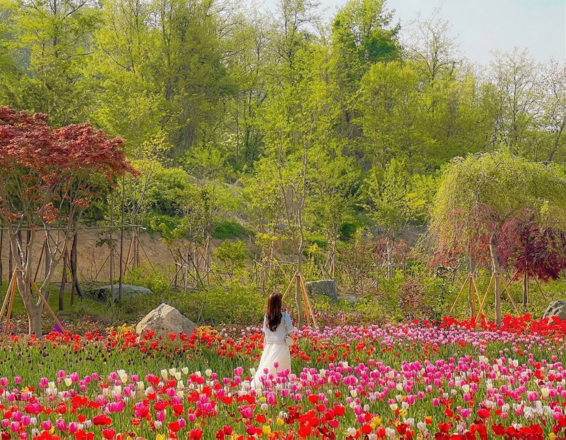 漫步在繽紛的鬱金香花海中，享受悠閒的背影。在這片童話般的景色中，尋找屬於你的秘密花園，讓繁花與綠樹交織出最美的畫面。