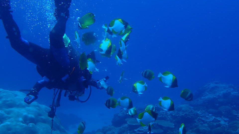 台東｜綠島進階深潛：海底船潛體驗｜需潛水證照