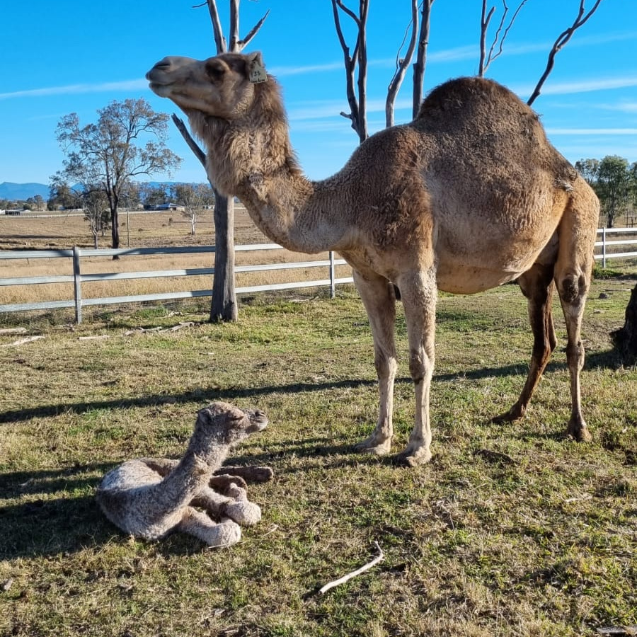 baby camel, mother camel, farm