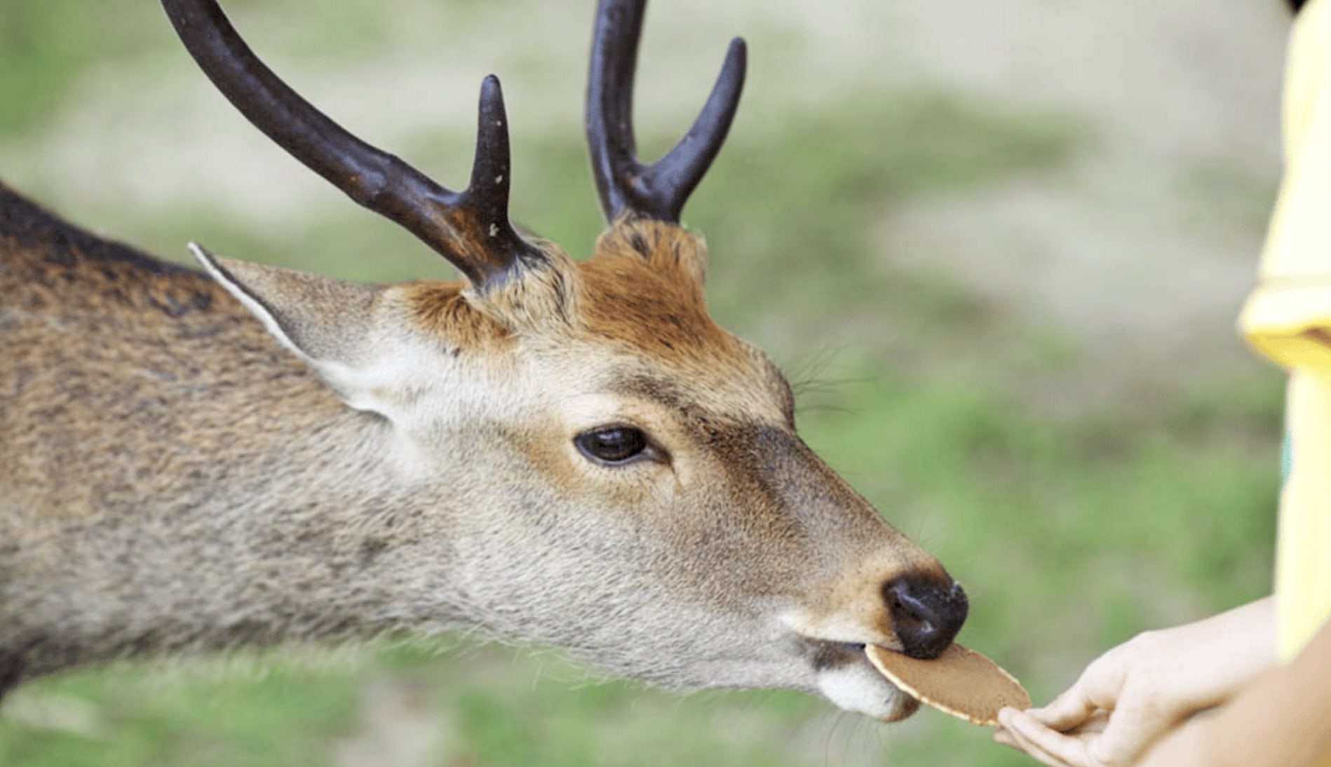 Nara Private Custom Tour with Local Guide