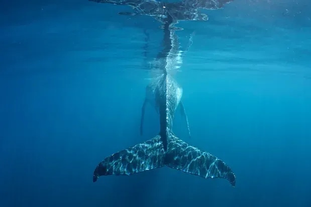 Swim with Humpback Whales at Ningaloo Reef