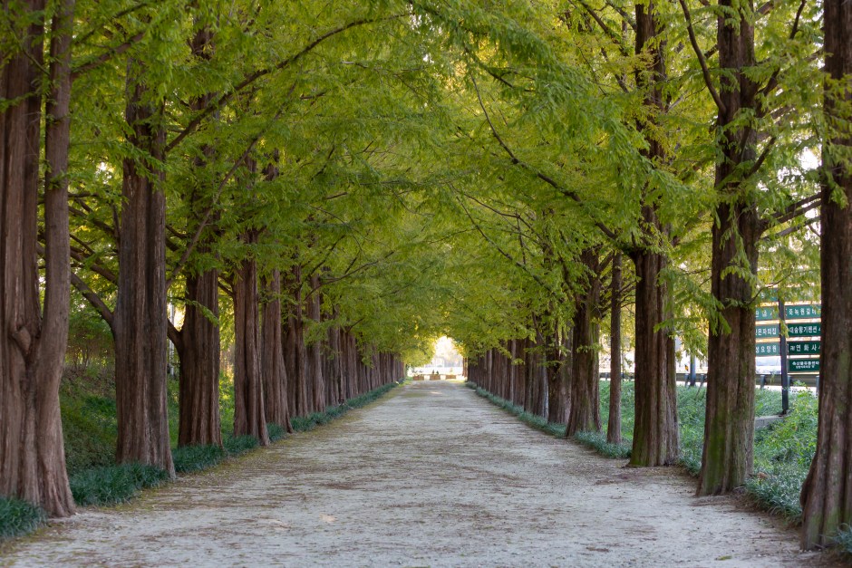 Gwangju to Damyang Juknokwon & Jeonju Hanok One Day Taxi Tour(~4pax)