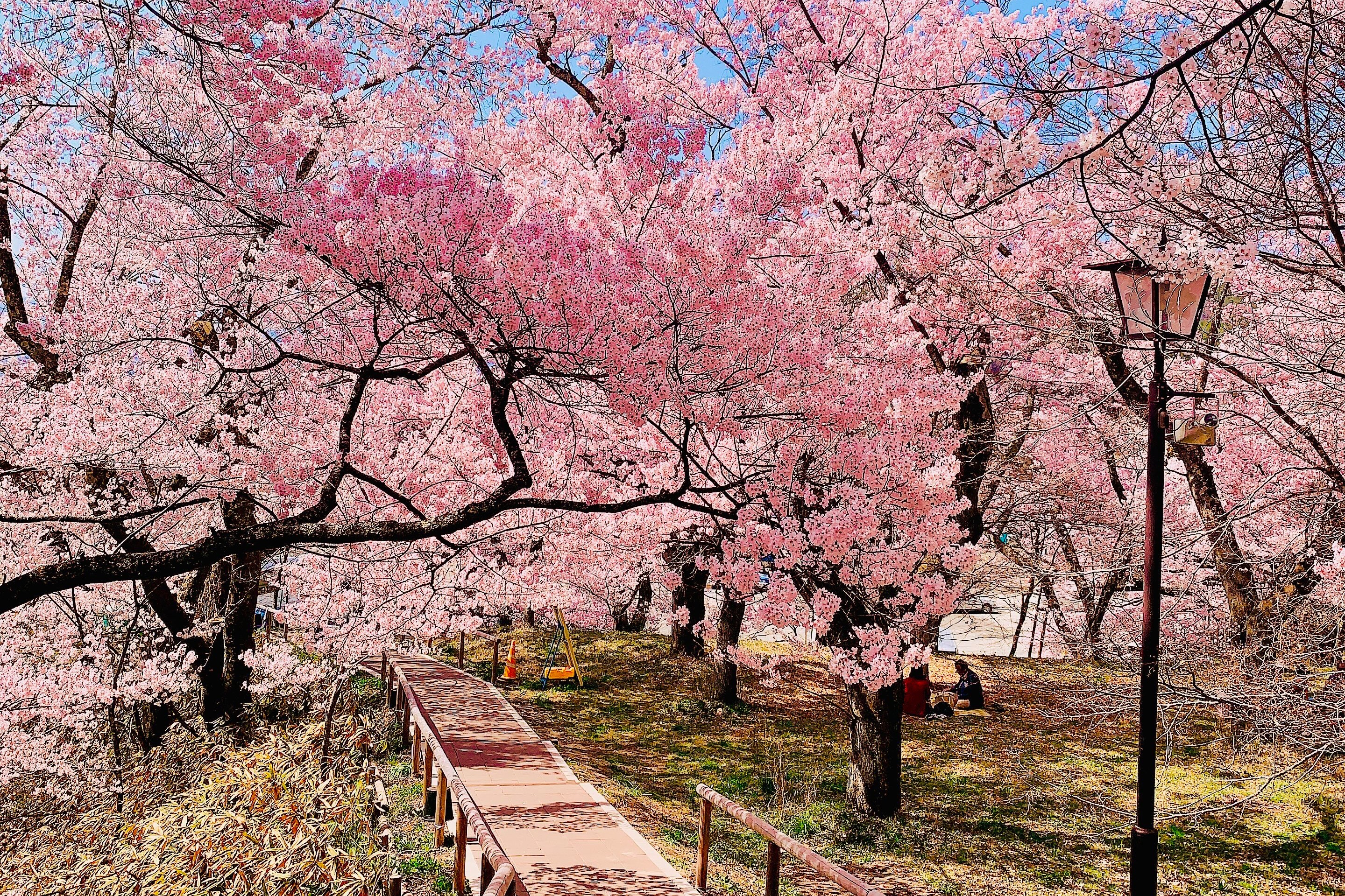 高遠城址公園 & 恵那峽谷賞櫻之旅（名古屋出發）