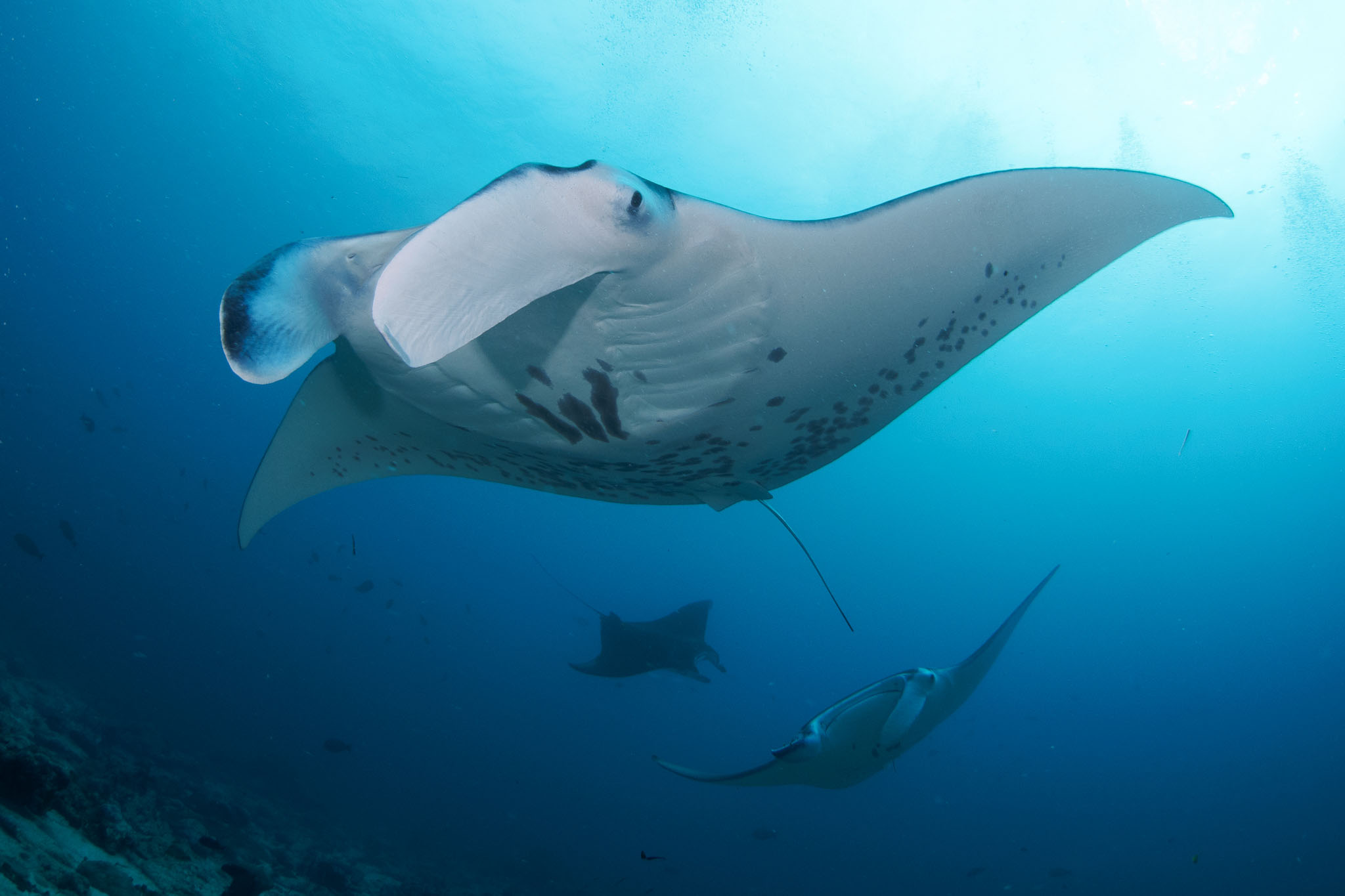 潛入珀尼達島：與 PADI 中心一起進行 2 次潛水探索水肺潛水