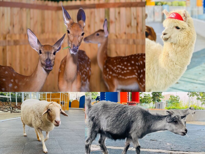 Lollypet萌寵樂園（萌寵來自深圳野生動物園）