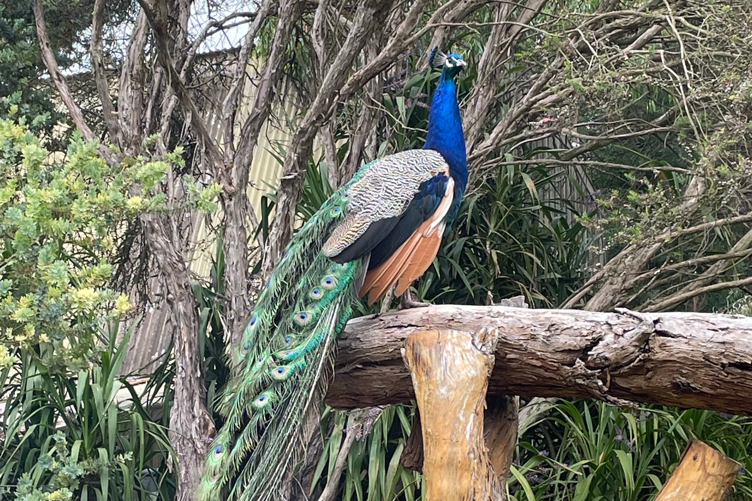 (2 Days) Wellbeing and Wildlife Great Ocean Road Experience
