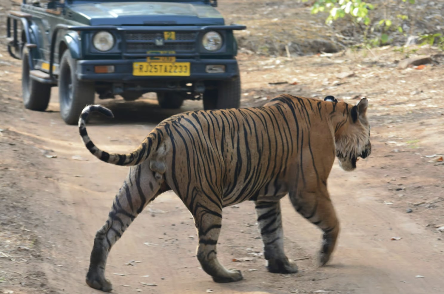 From Jaipur: Ranthambore National Park Day Trip with Safari