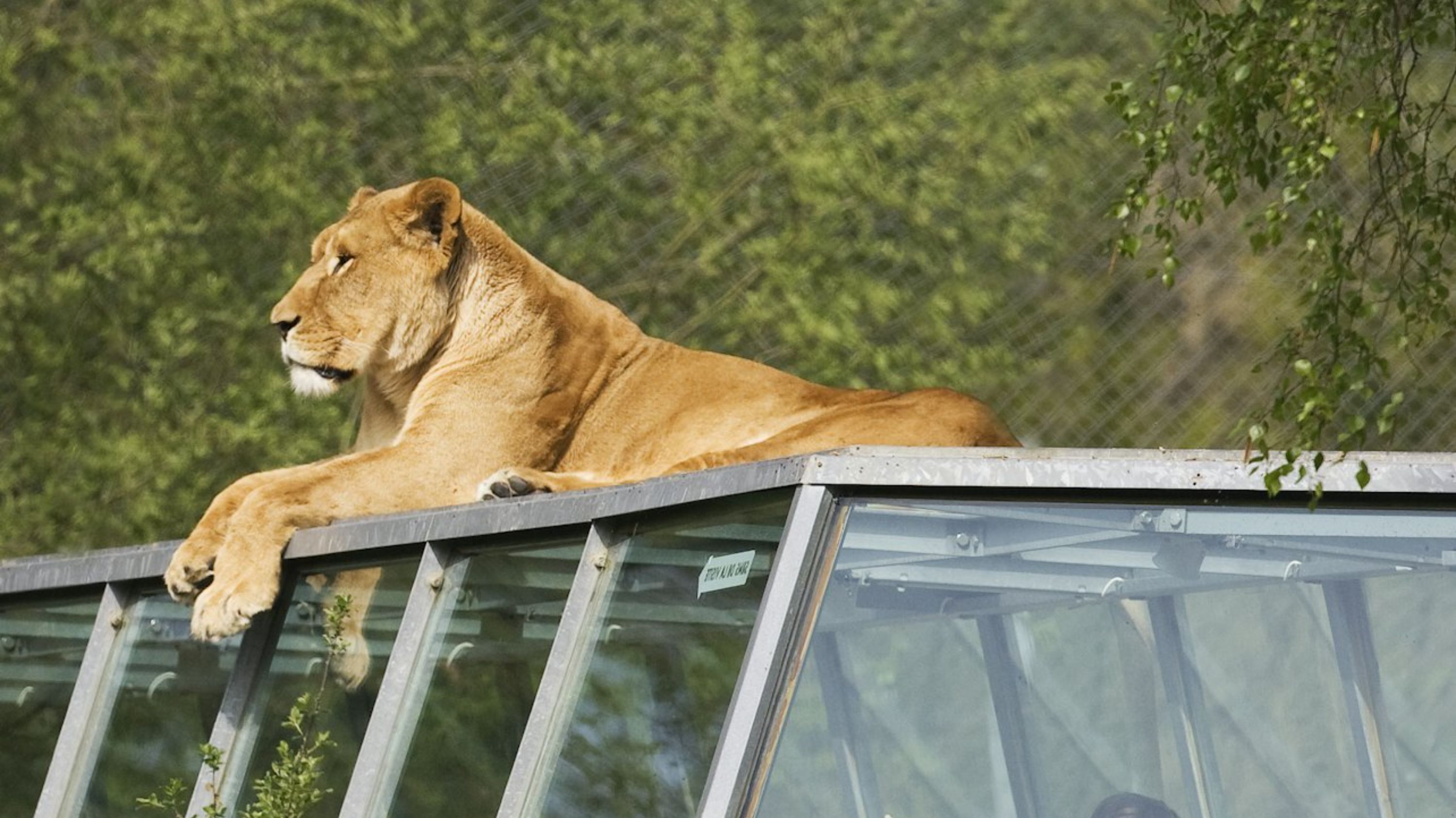 Experience the thrill of watching exotic big cats up close from the safety of your car