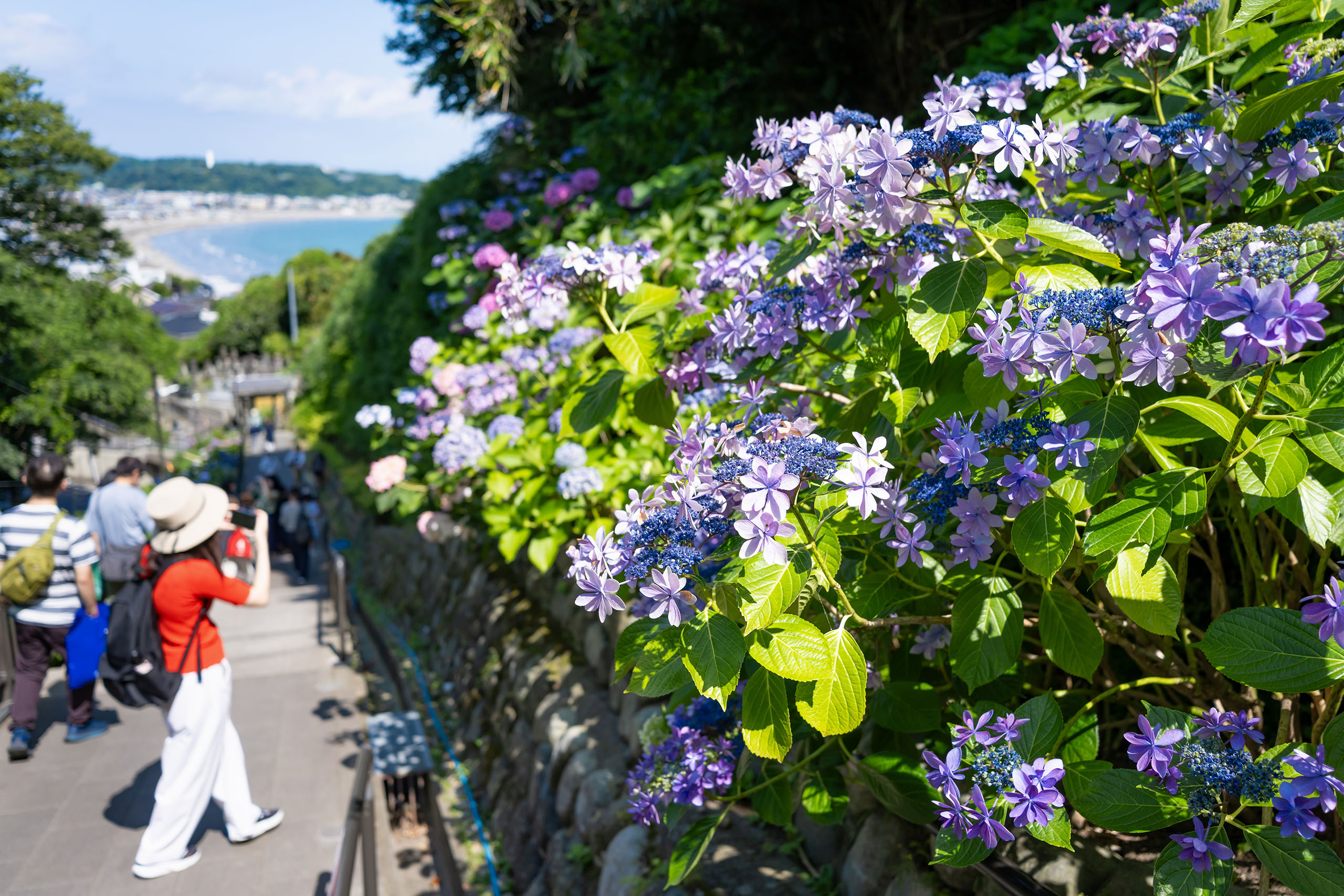 【六月精選】在極樂寺車站捕捉令人驚嘆的紫色繡球花。 【六月精選】在極樂寺車站捕捉令人驚嘆的紫色繡球花。