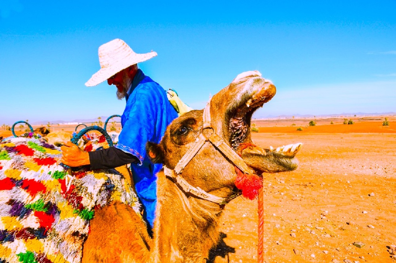 Quad Biking and Camel Ride from Marrakech