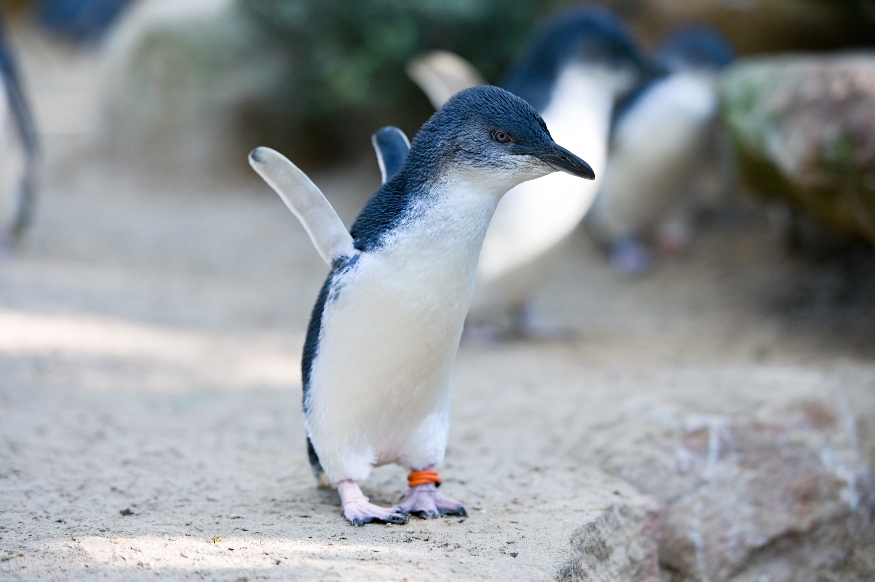 雪梨費瑟戴爾野生動物園門票