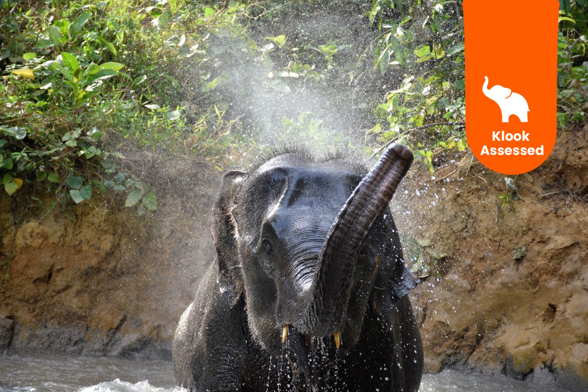 Krabi Elephant Care House Experience