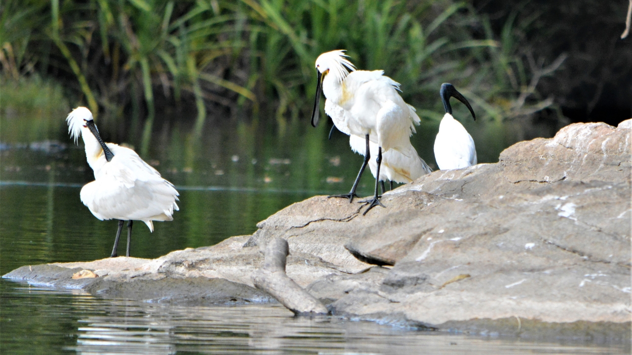 Bharatpur Bird Sanctuary Overnight Tour from Delhi