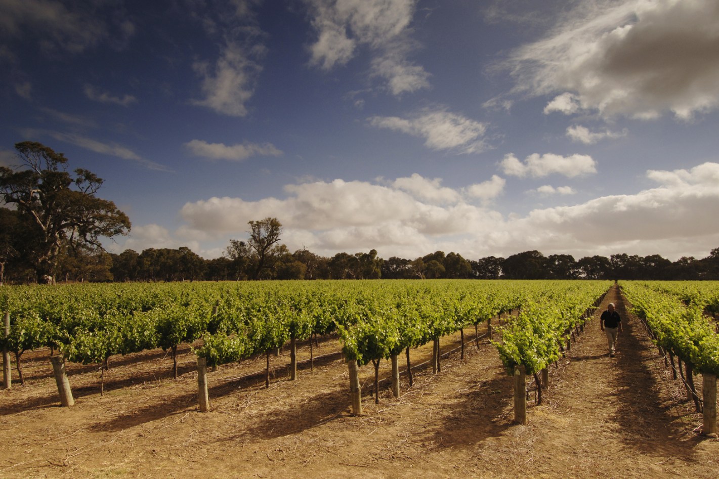 Langhorne Creek Wine Full-Day Tour