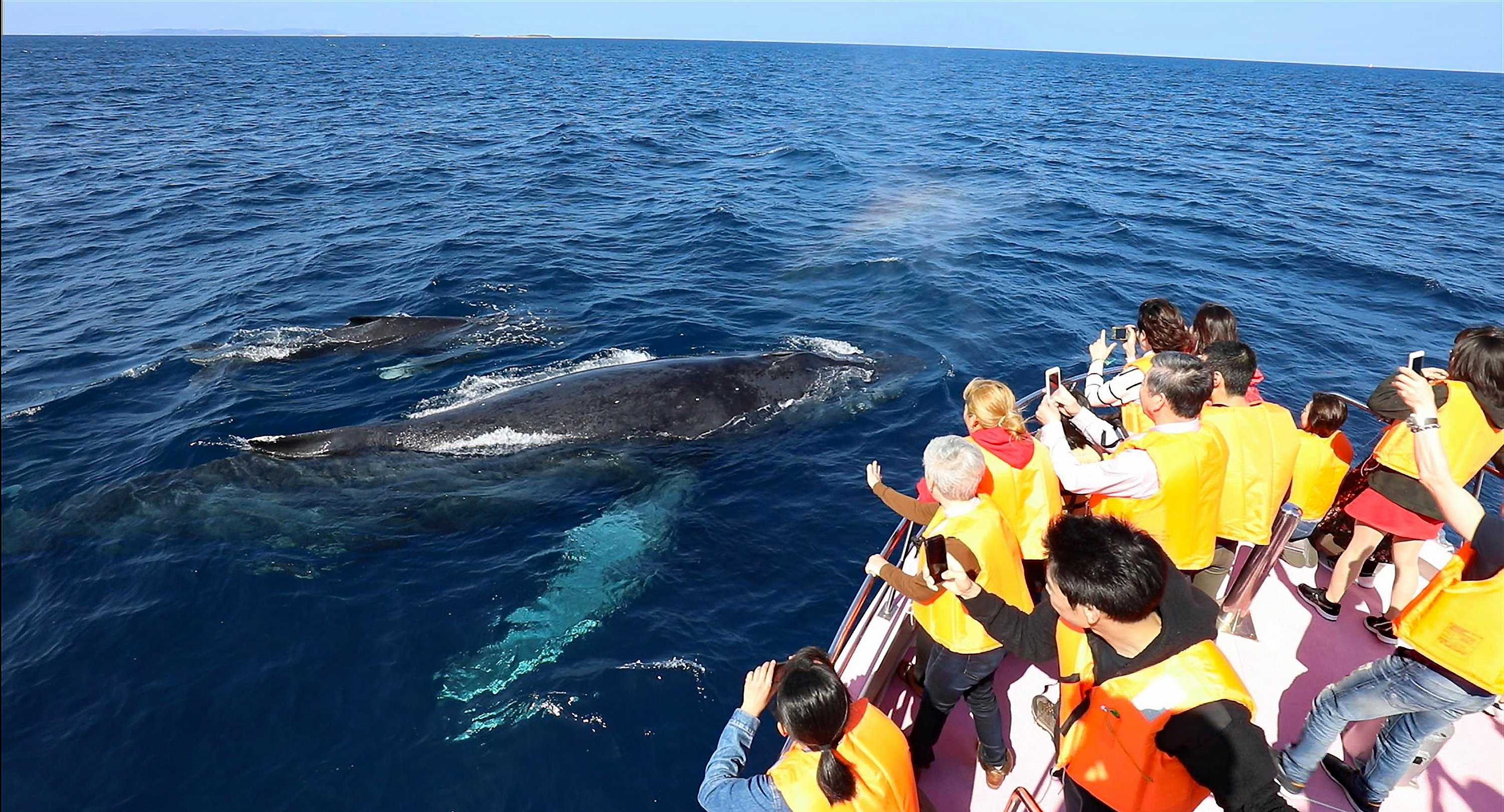  Whale Watching in Okinawa (Naha Departure)